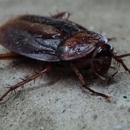 Cockroach on the floor