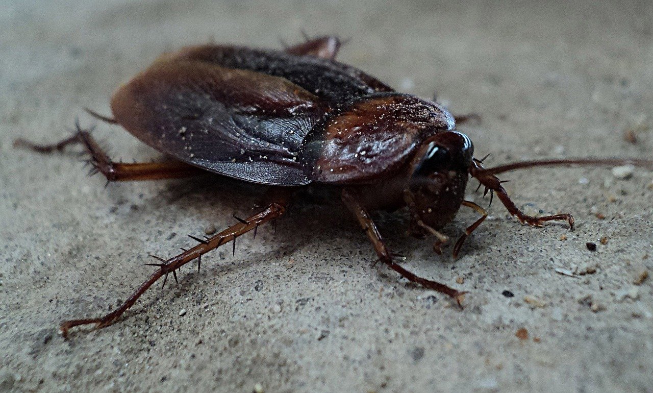 Cockroach on the floor