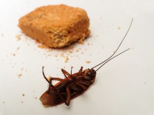 Cockroach next to the cookie