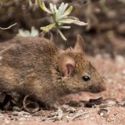 mouse in the field