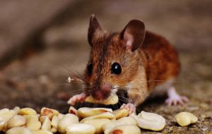 mouse eating peanut