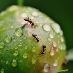 Ants on the peony