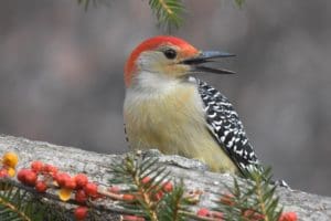 Red-Bellied Woodpecker