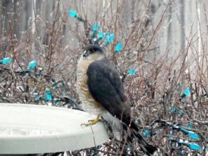 Sharp-shinned Hawk 