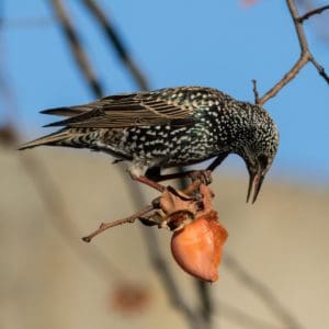 European Starling