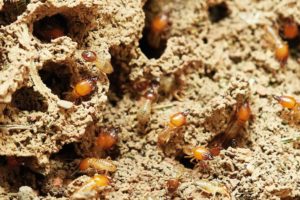 Termites in natural environment 