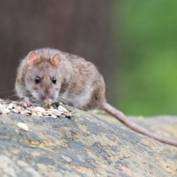 rat on the rock