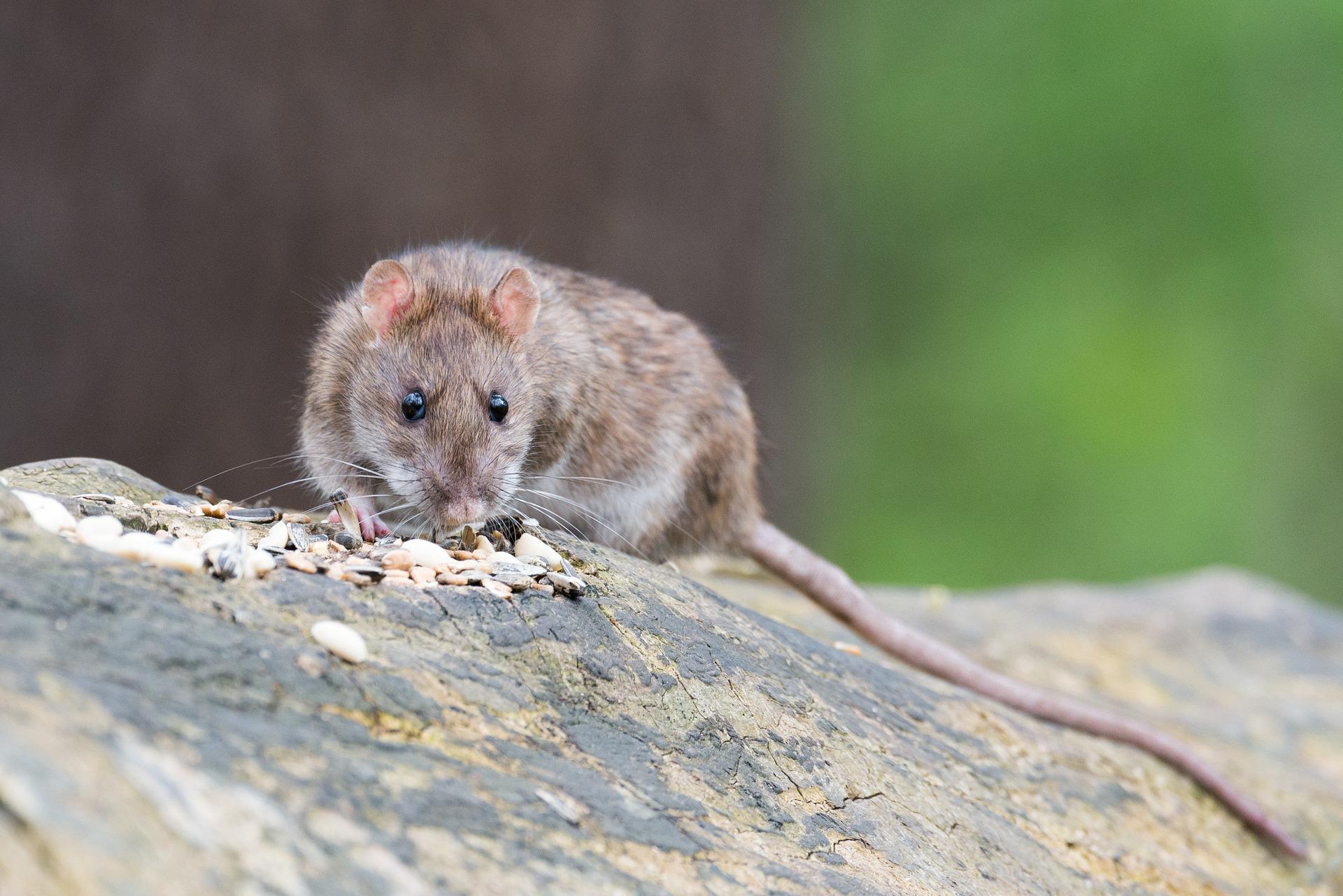 rat on the rock