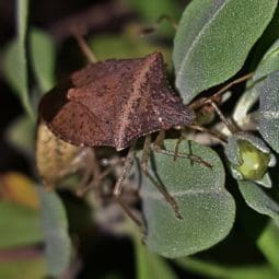 stink bug