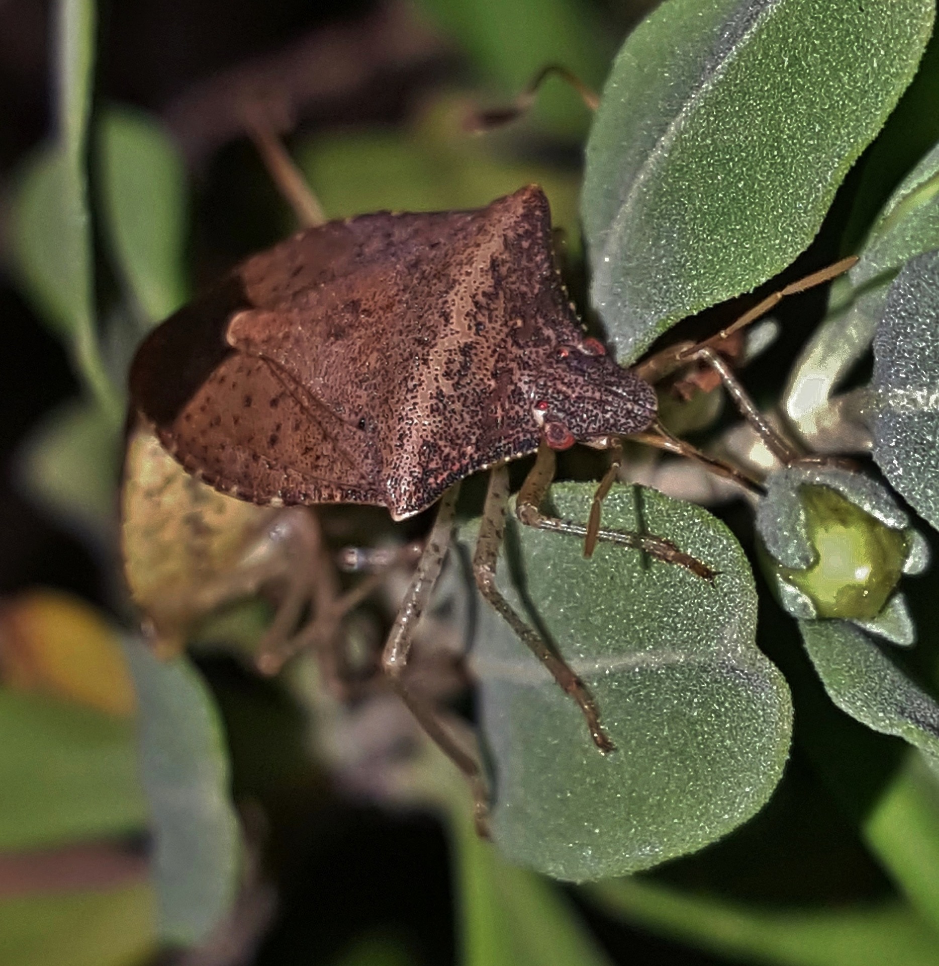 stink bug