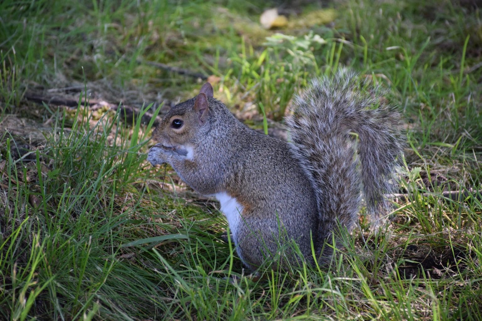 How to prevent squirrels in NJ TwinBoro