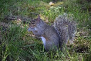 Gray Squirrels