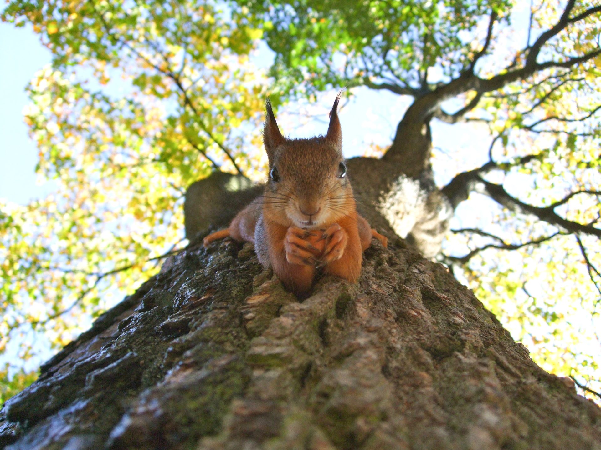 squirrel