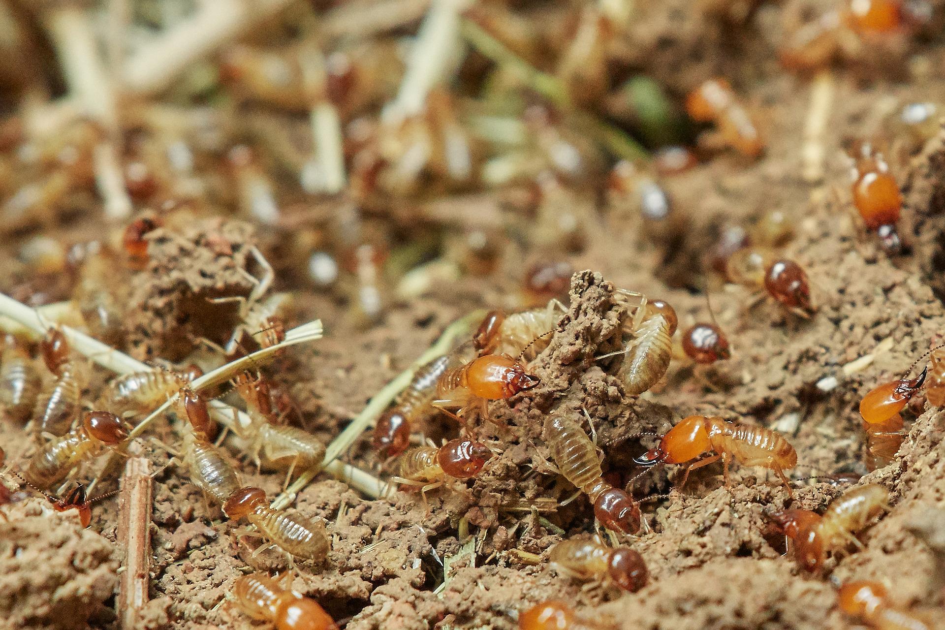 termites in natural environment