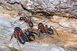 ants in natural environment 