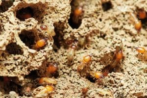 termites in natural environment 