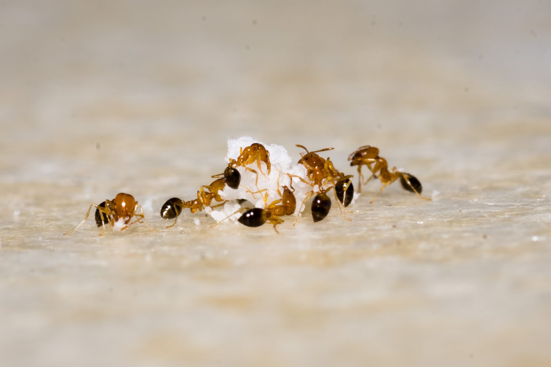 ants surrounding sugar