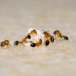 ants surrounding sugar