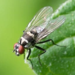 fly on the leaf