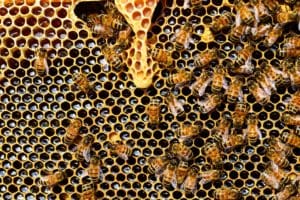 bees on honeycombs