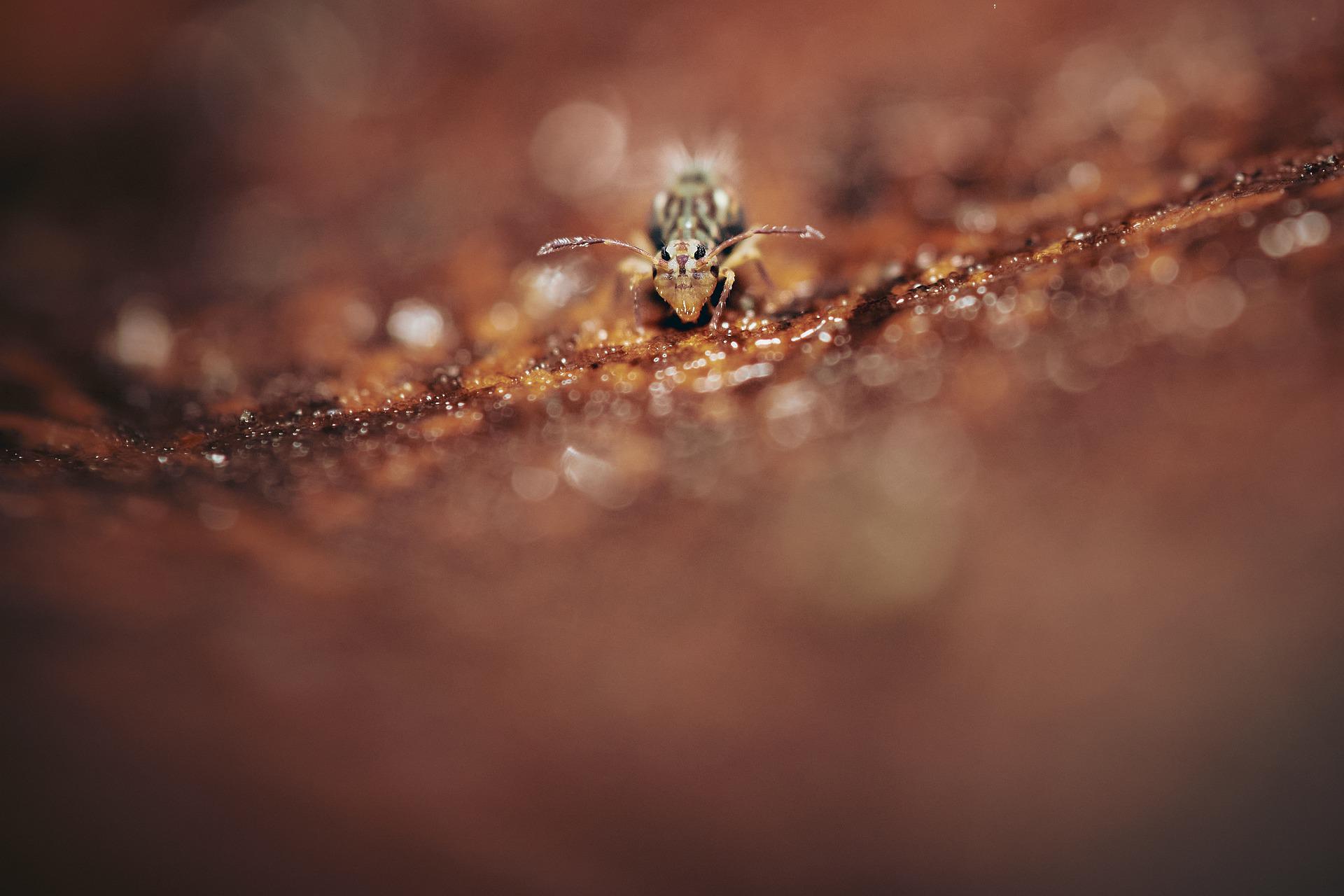 springtail