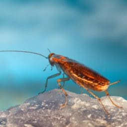 cockroach on the stone