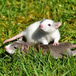 rats in the grass