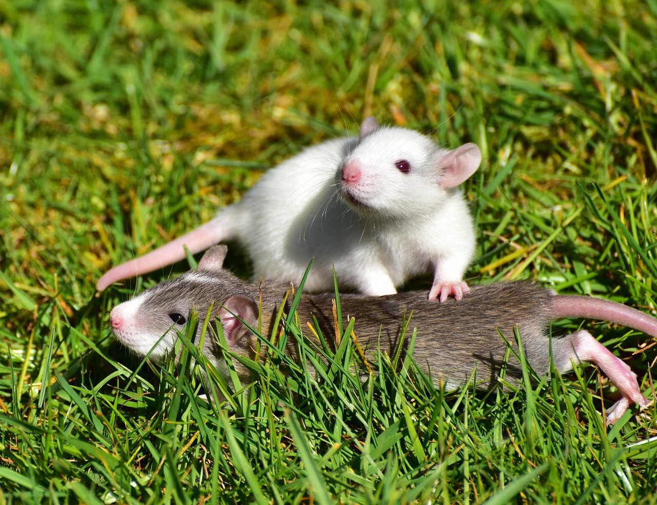 rats in the grass
