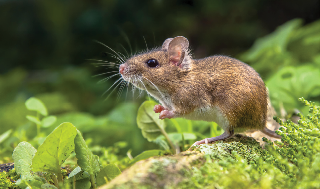 mouse in the garden