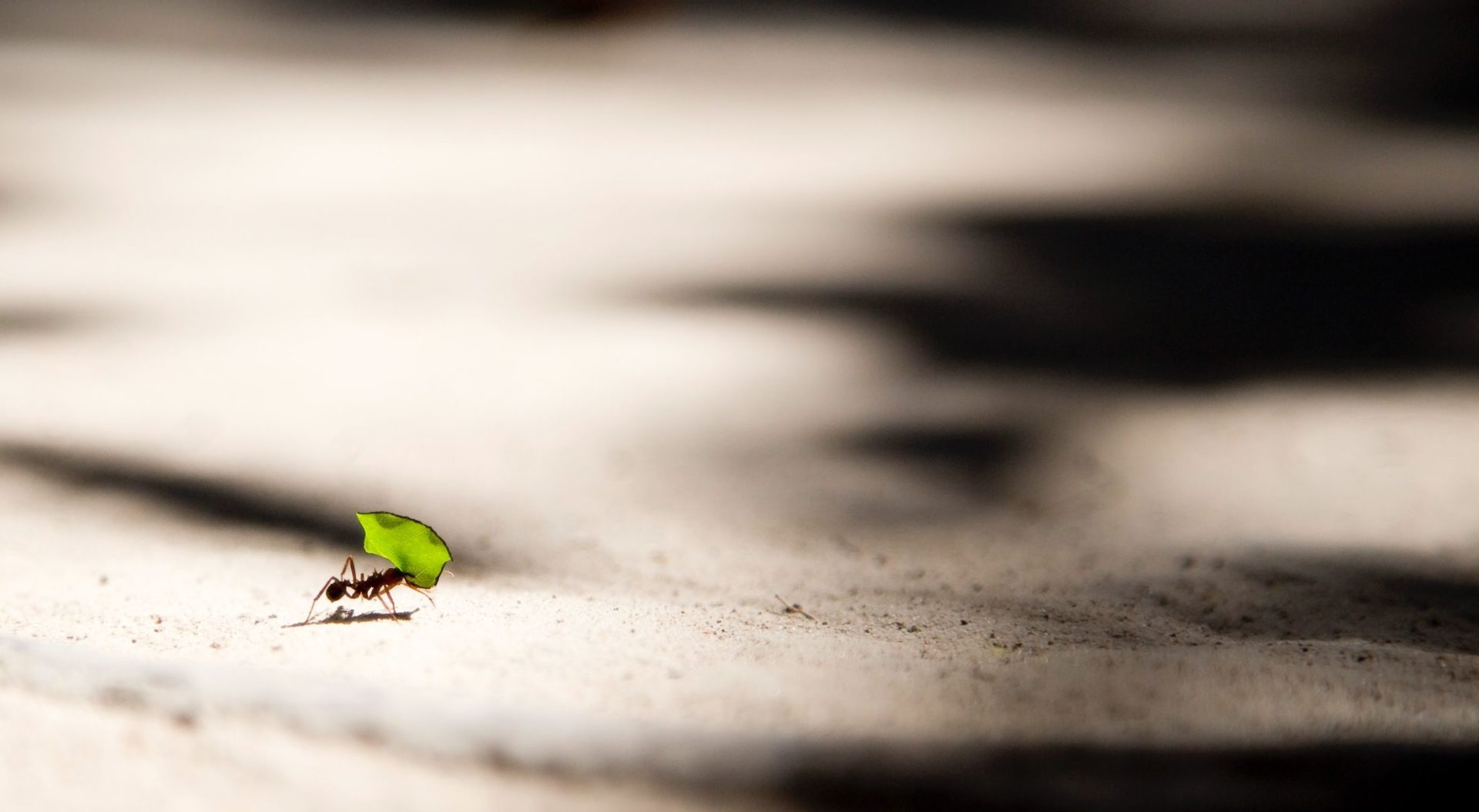 ant carrying leaf