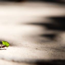 ant carrying leaf