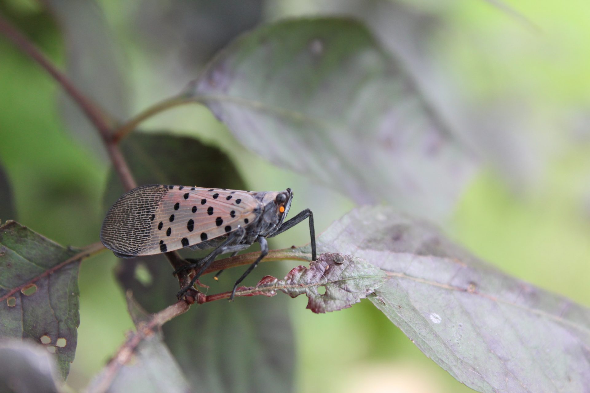 spotted lanternfly on tree branch