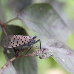 spotted lanternfly on tree branch