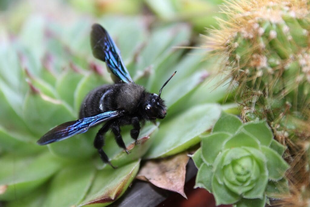 Carpenter bee on the leaf