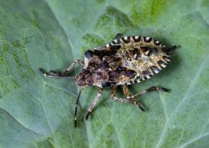 shield bug on the leaf