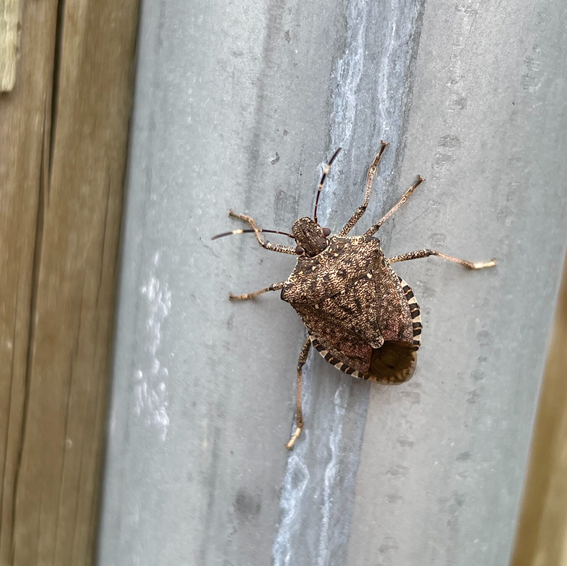 stink bug at home