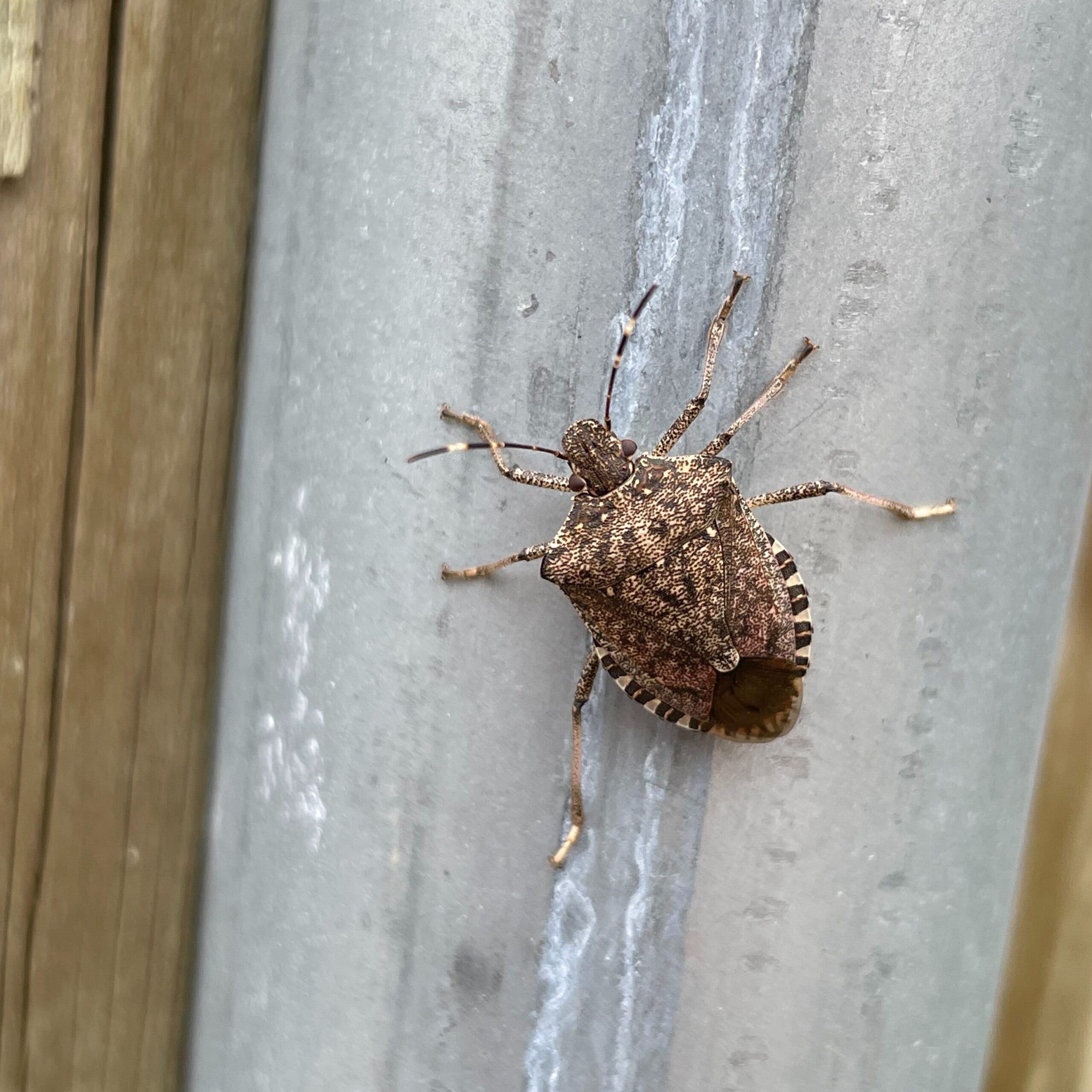 What Do Stink Bugs Smell Like and Why Do They Emit Odor?