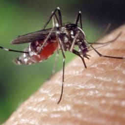 mosquito biting human skin