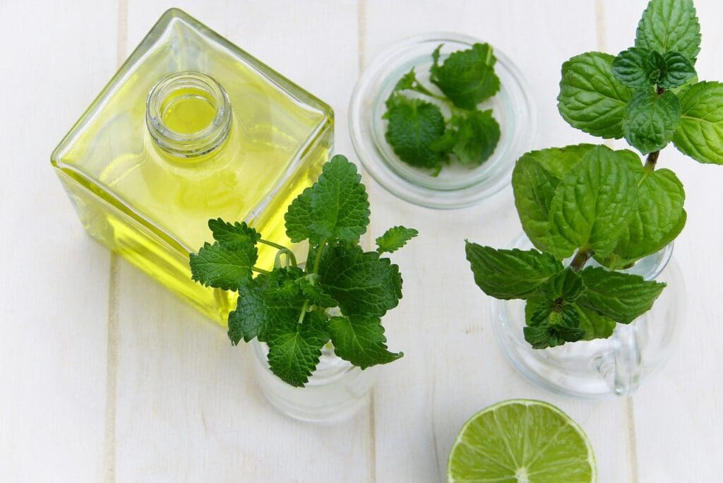 Lemon Balm