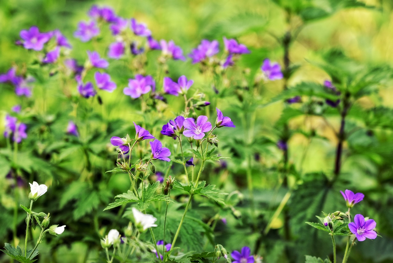 Geraniums