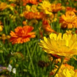 Marigolds