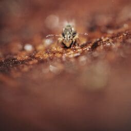 springtail