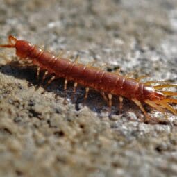 Centipede in natural environment