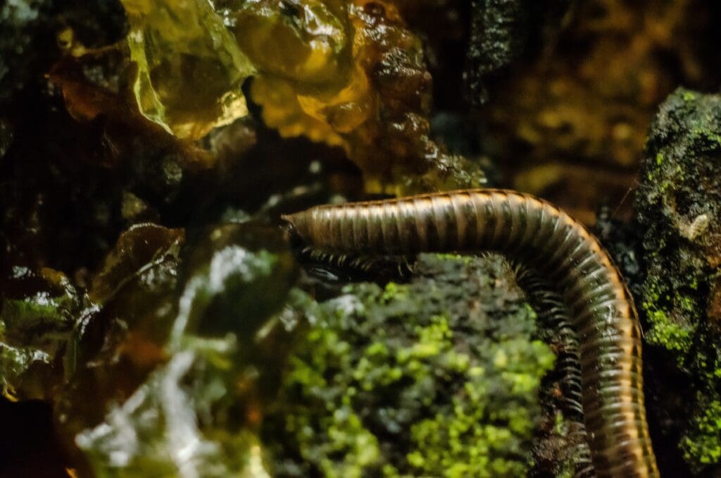 Centipede in natural environment