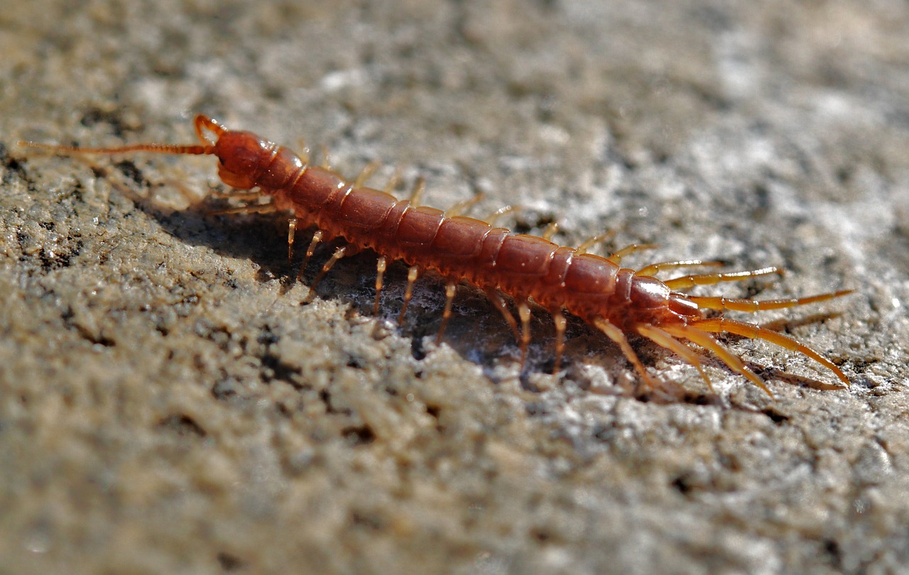 Centipede in natural environment