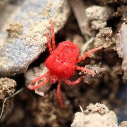 Red mite in natural enviroment