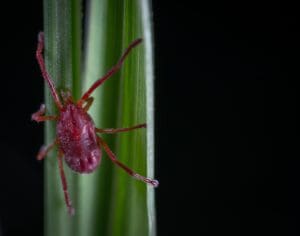 Mite on the leaf