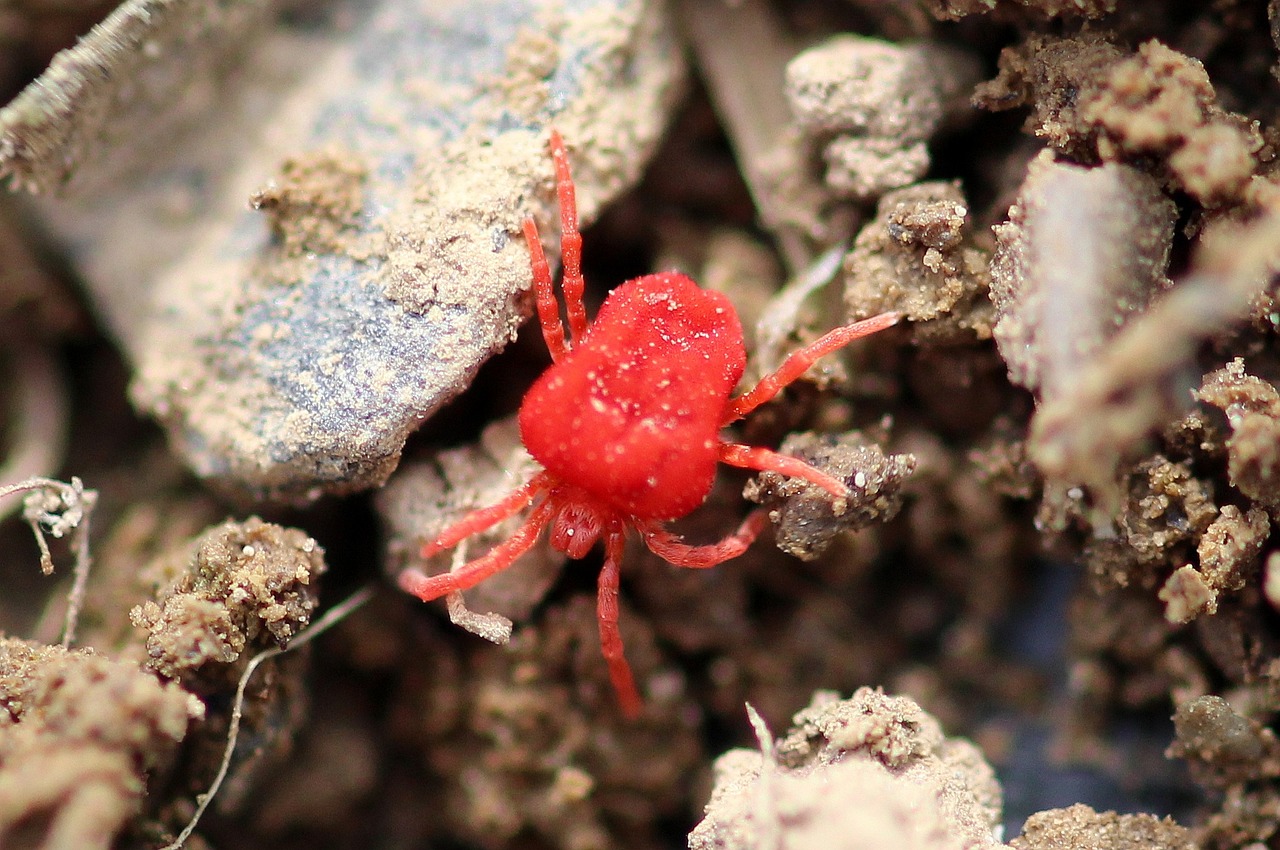 Red mite in natural enviroment