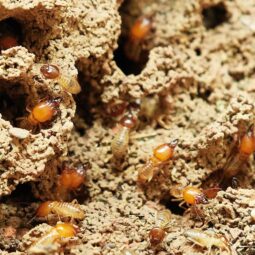 Termites in natural environment
