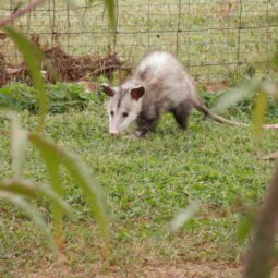 Opossum in the garden